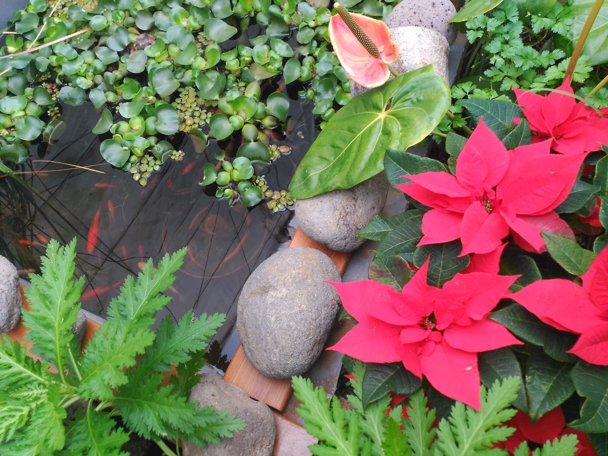 Santa Maria de Guia de Gran Canaria Villa Canaria Piscina Jacuzzi Jardin מראה חיצוני תמונה